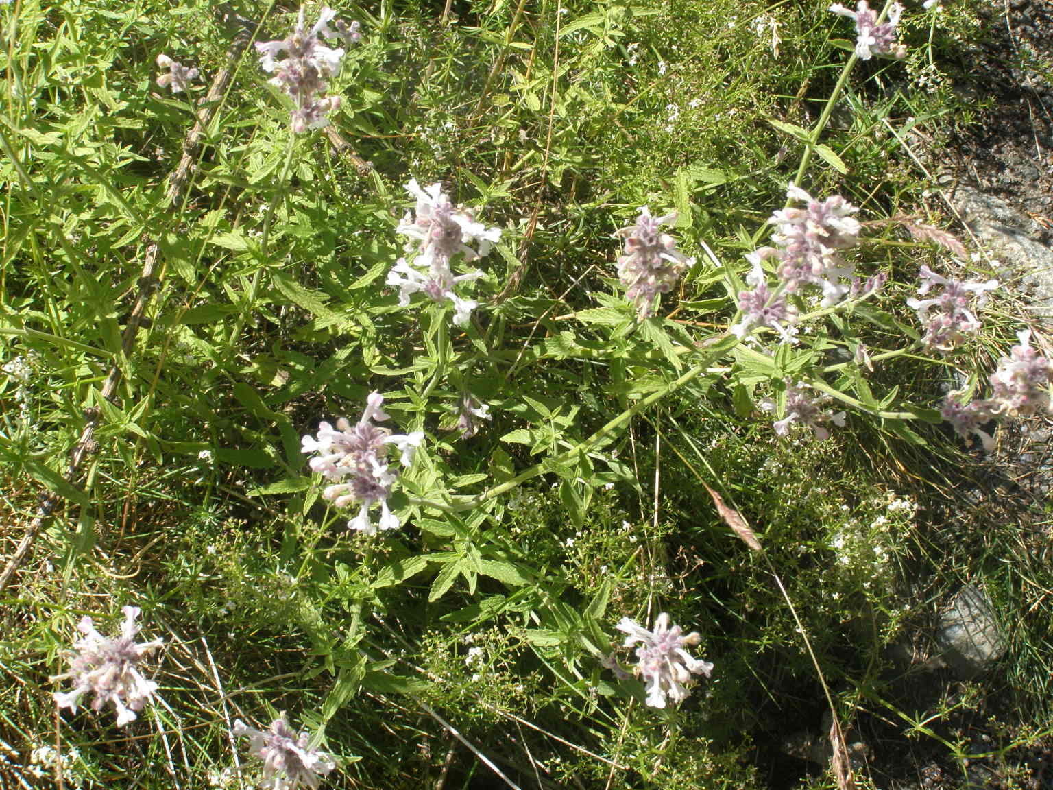 Nepeta nepetella / Gattaia minore